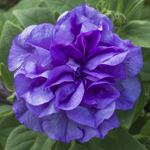 Petunia Tumbelina Sophia